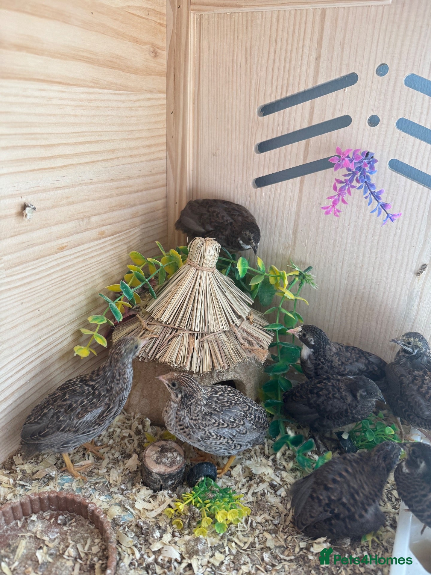 Quail poultry Button Quail  - Advert 14