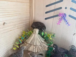 Quail poultry Button Quail - Advert 14