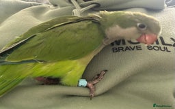 Parakeets birds for sale: 2 male Hand reared green Quaker  - Image 6