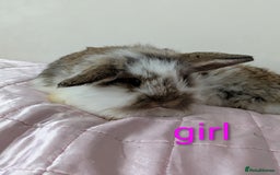 Mini Lop rabbits for sale: Gorgeous Fluffy Purebred Mini Lop bunnies - Image 10