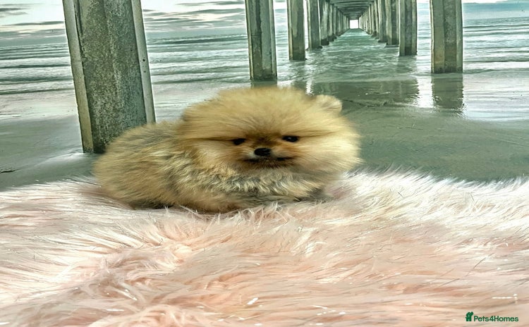 Pomeranian dogs 🔥Very Tiny(600gr)🧸Top Quality 💎 - Advert 9