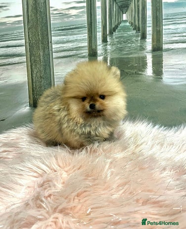 Pomeranian dogs 🔥Very Tiny(600gr)🧸Top Quality 💎 - Advert 9