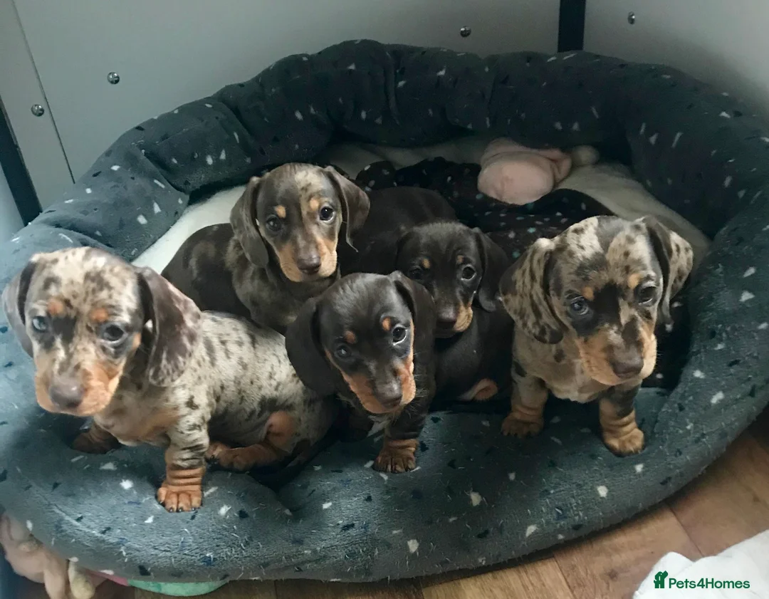 Miniature Dachshund dogs for stud: Mini Smooth Choc/Tan Male Dachshund (Stud only) - Advert 5