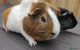 Guinea Pig rodents for sale: Happy, Healthy, Handsome & Confident Pet Boars - Image 13