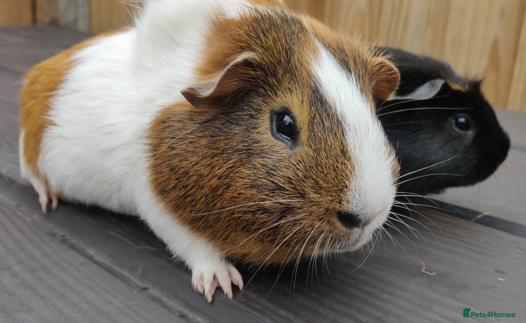 Guinea Pig rodents for sale: Happy, Healthy, Handsome & Confident Pet Boars - Image 13