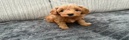 Schnoodle dogs for sale: **Ready to leave** Beautiful Schnoodle Pups  - Advert 29