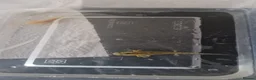 Other/Mixed Breed fish for sale: Various axolotl morphs  - Advert 5