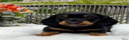 Dachshund dogs for sale: kC Reg, Standard Long Haired Dachshunds  - Advert 12