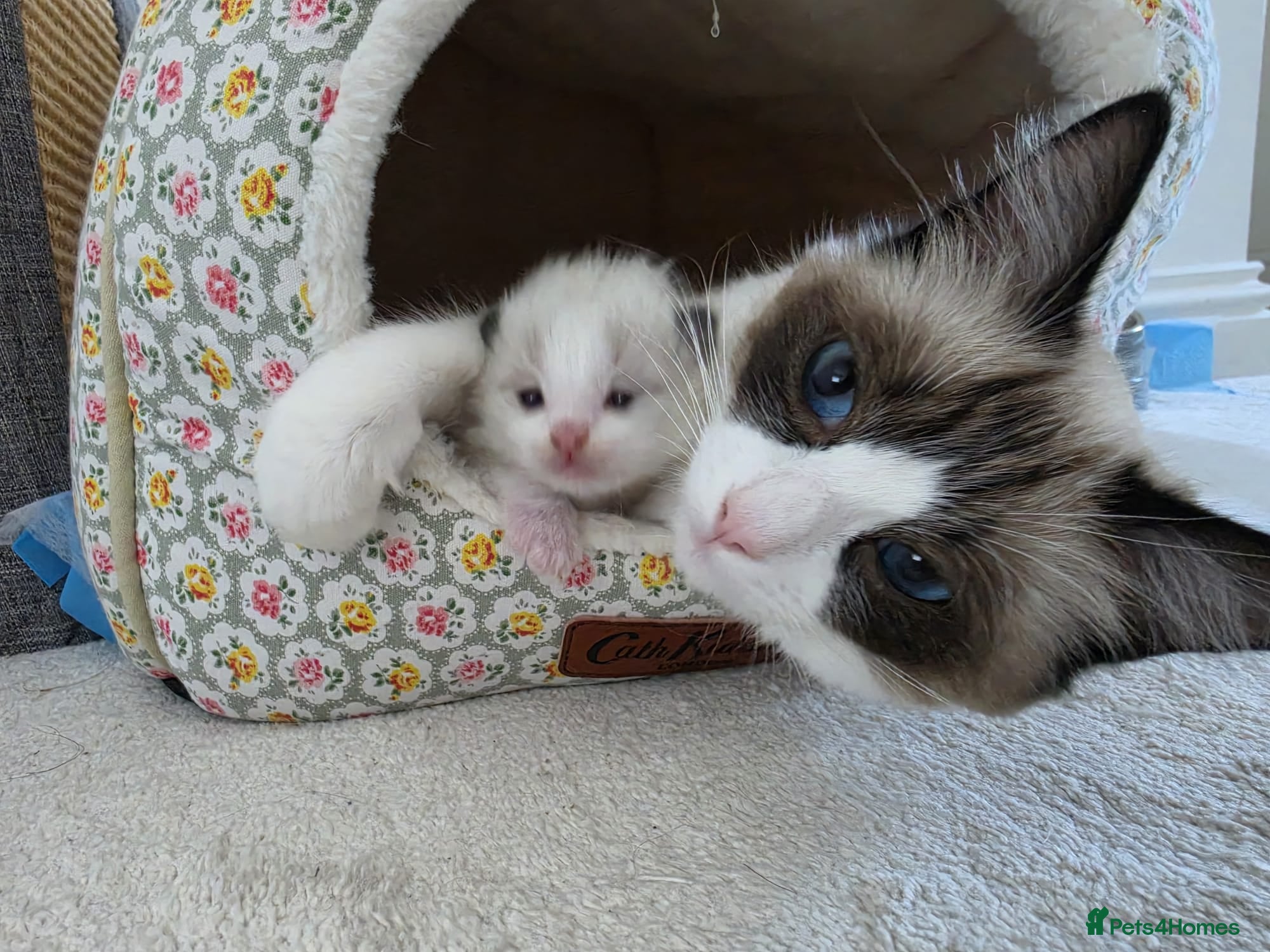 Ragdoll cats Adorable little Ragdolls  - Advert 1