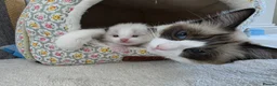 Ragdoll cats for sale: Adorable little Ragdolls  - Advert 8