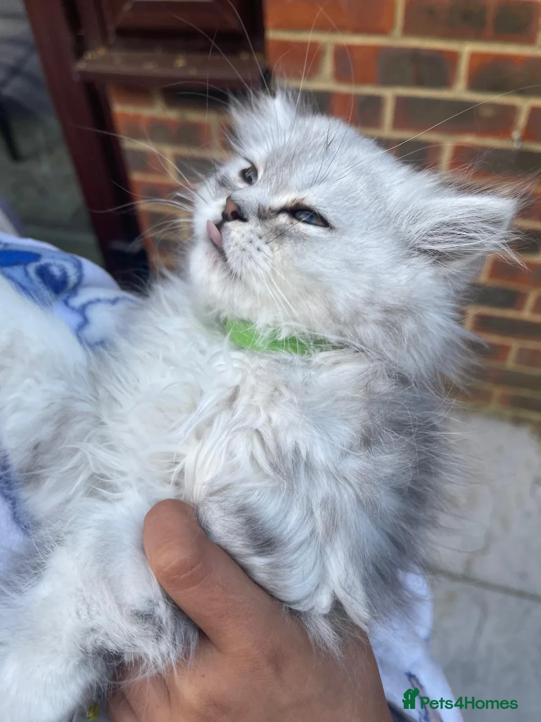 Persian cats for sale: Beautiful Persian Kittens – Ready for Loving Home - Advert 7