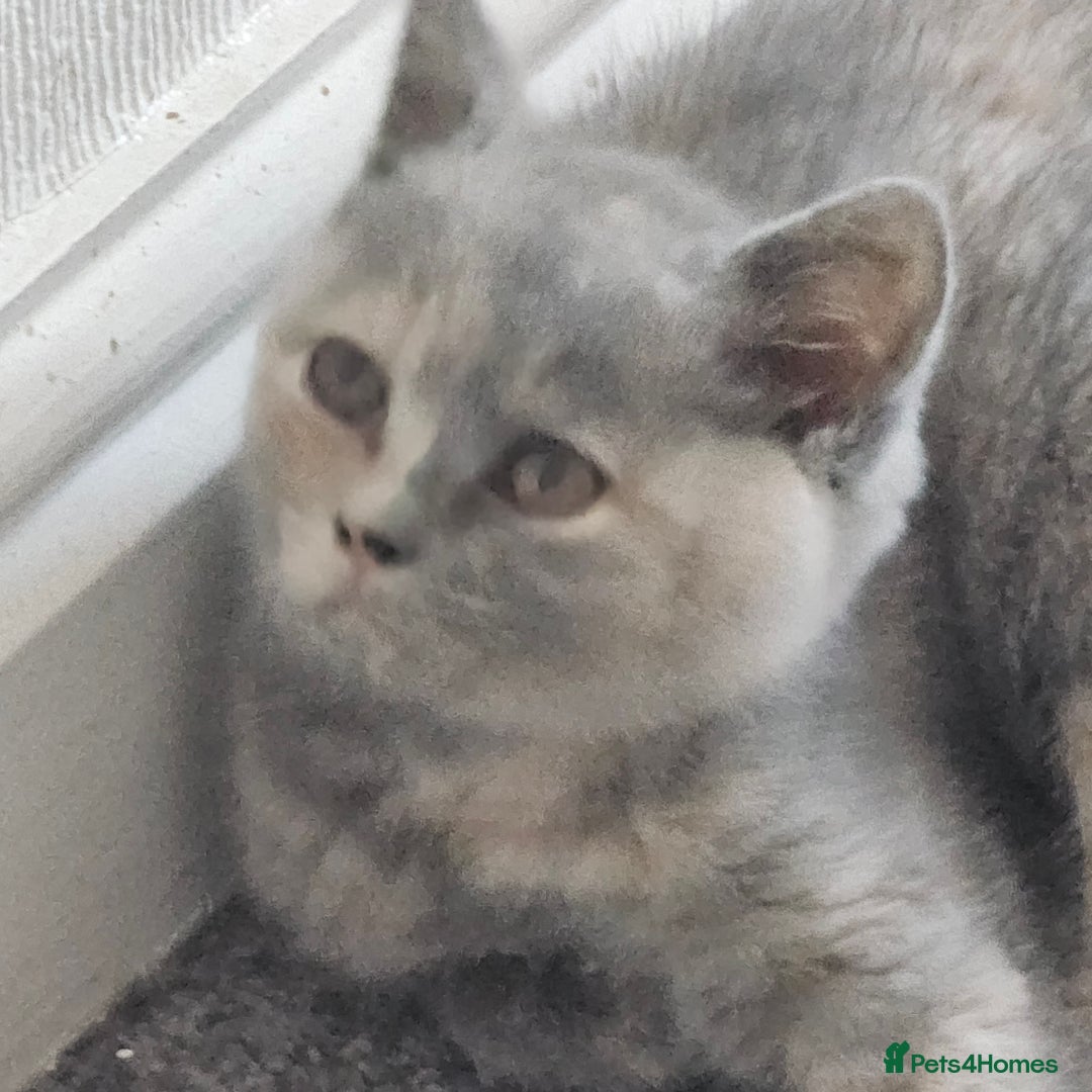 British Shorthair cats for sale: Beautiful kitten GCCF registered - Advert 17