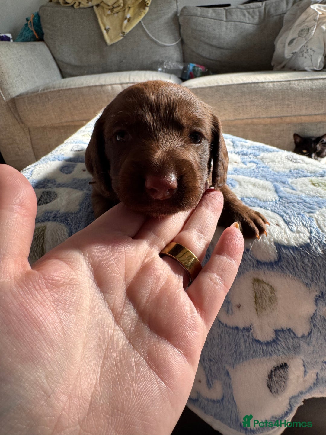 Mixed Breed dogs for sale: Beautiful DoxiPoo puppies  - Image 17