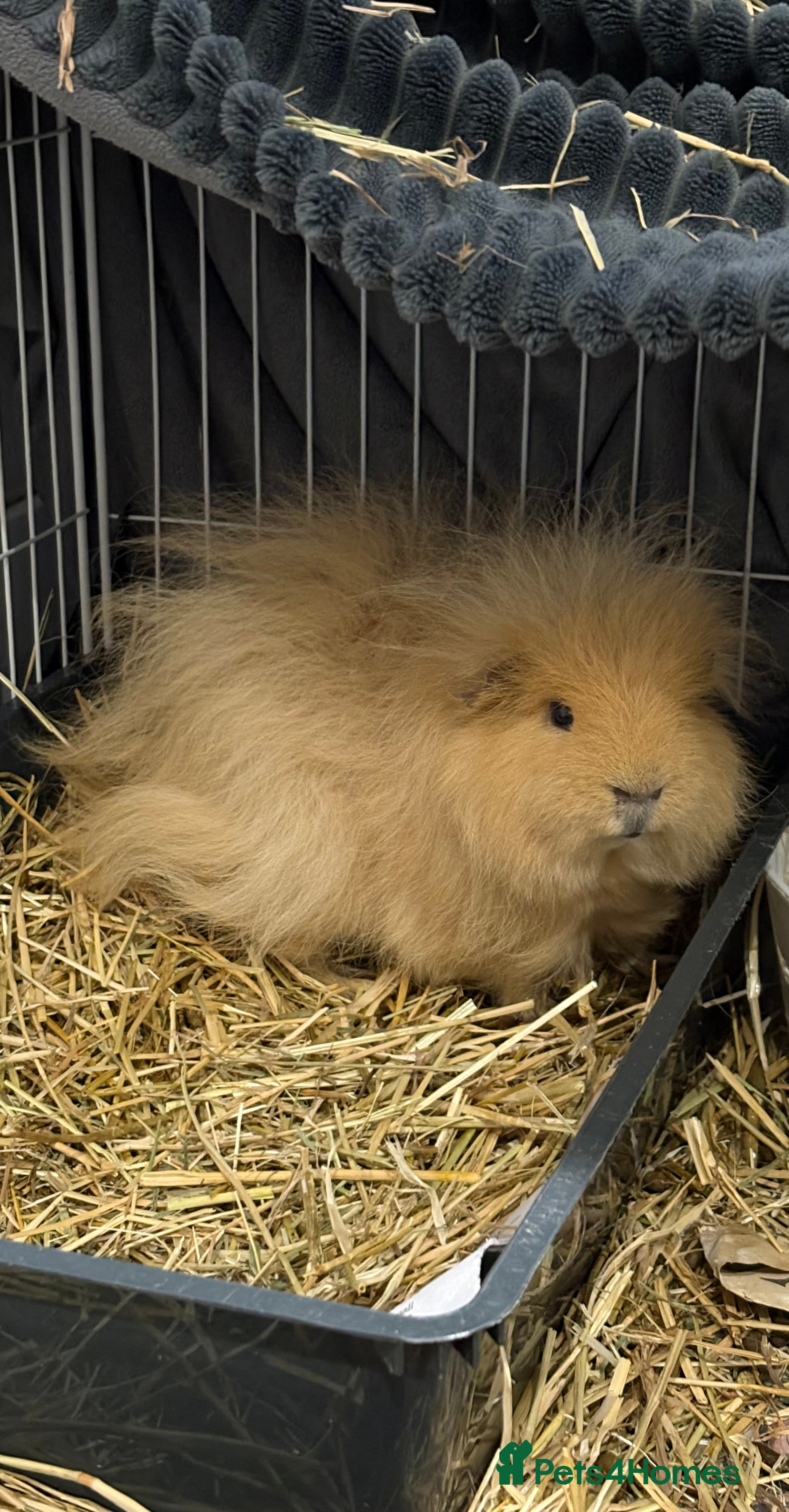 Guinea Pig rodents 2 x Gorgeous Bonded Guinea Pigs £30 - Advert 17