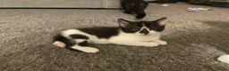 Siamese cats for sale: New born kittens  - Advert 2