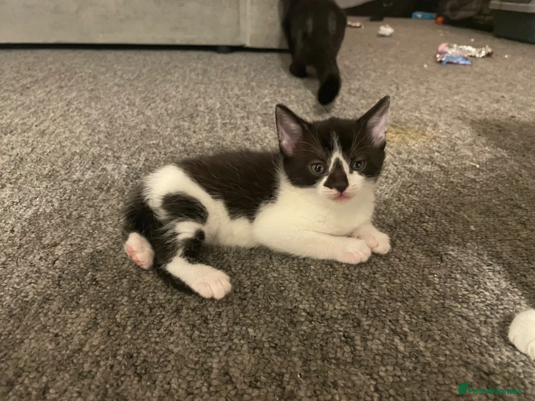 Siamese cats for sale: New born kittens  - Advert 2
