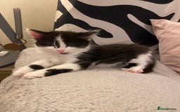 Mixed Breed cats for sale: Black/white shorthair female kitten  - Image 8
