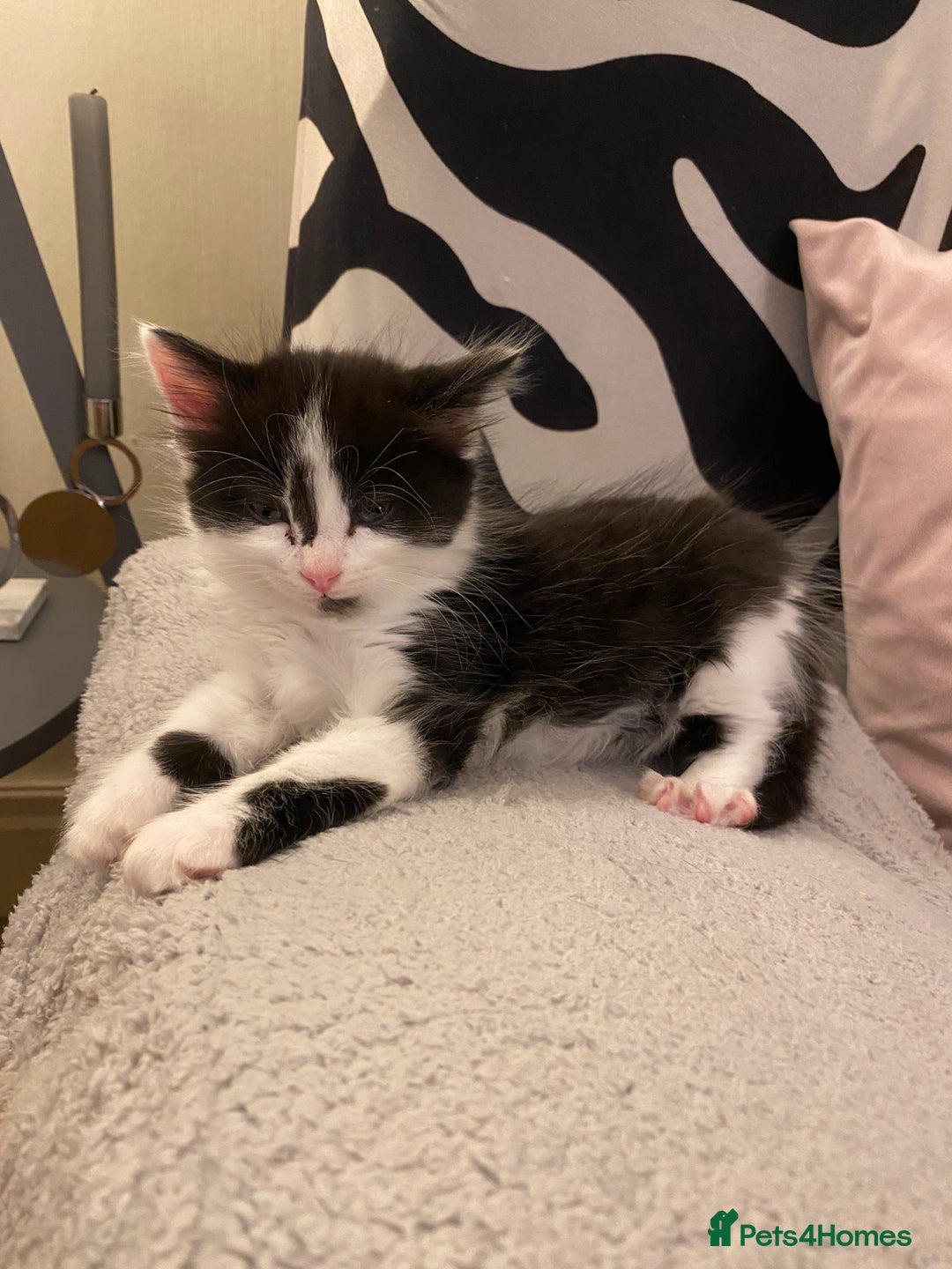 Mixed Breed cats for sale: Black/white shorthair female kitten  - Image 8