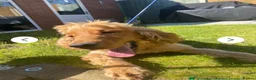 Cocker Spaniel dogs for sale: KC Reg Show Type Cocker Spaniel  - Advert 3
