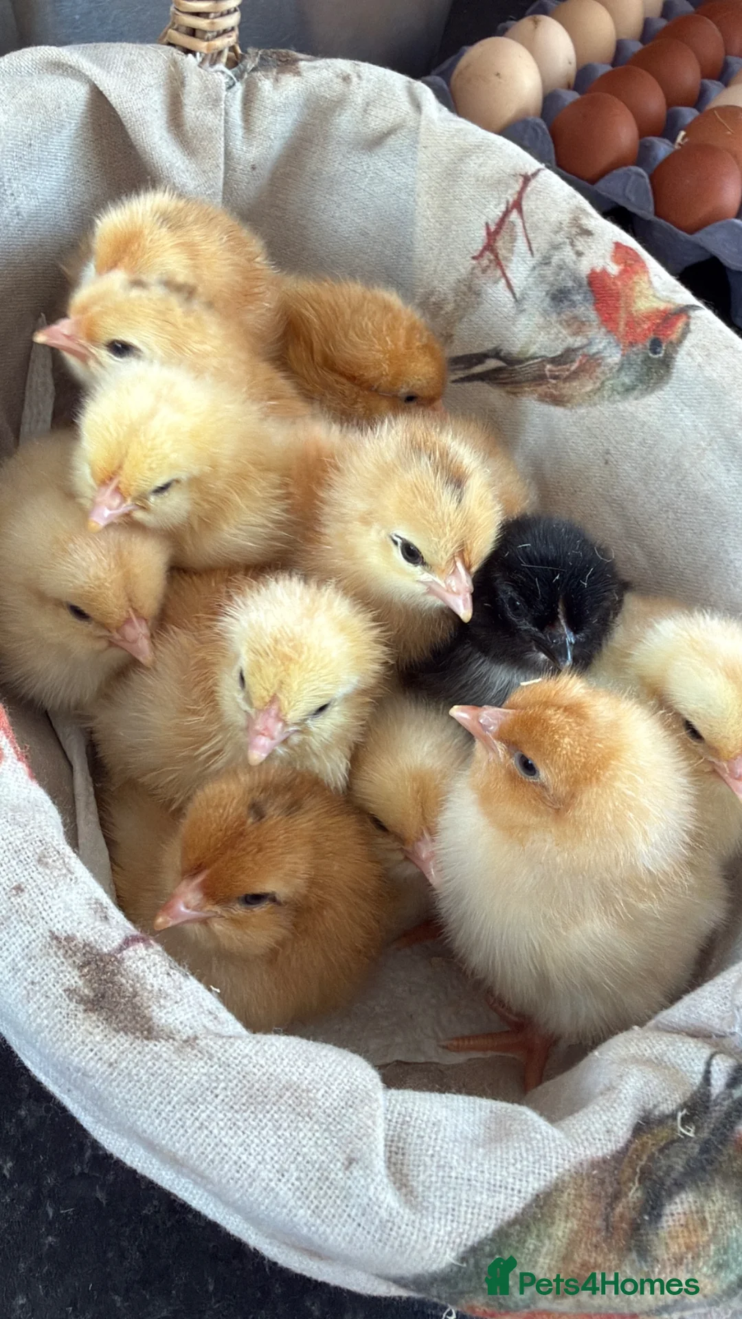 Chickens poultry for sale:  Day old chicks 🐣 available from May 2026 - Advert 3