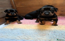 Dobermann dogs for sale: Dobermann Puppies - Image 6