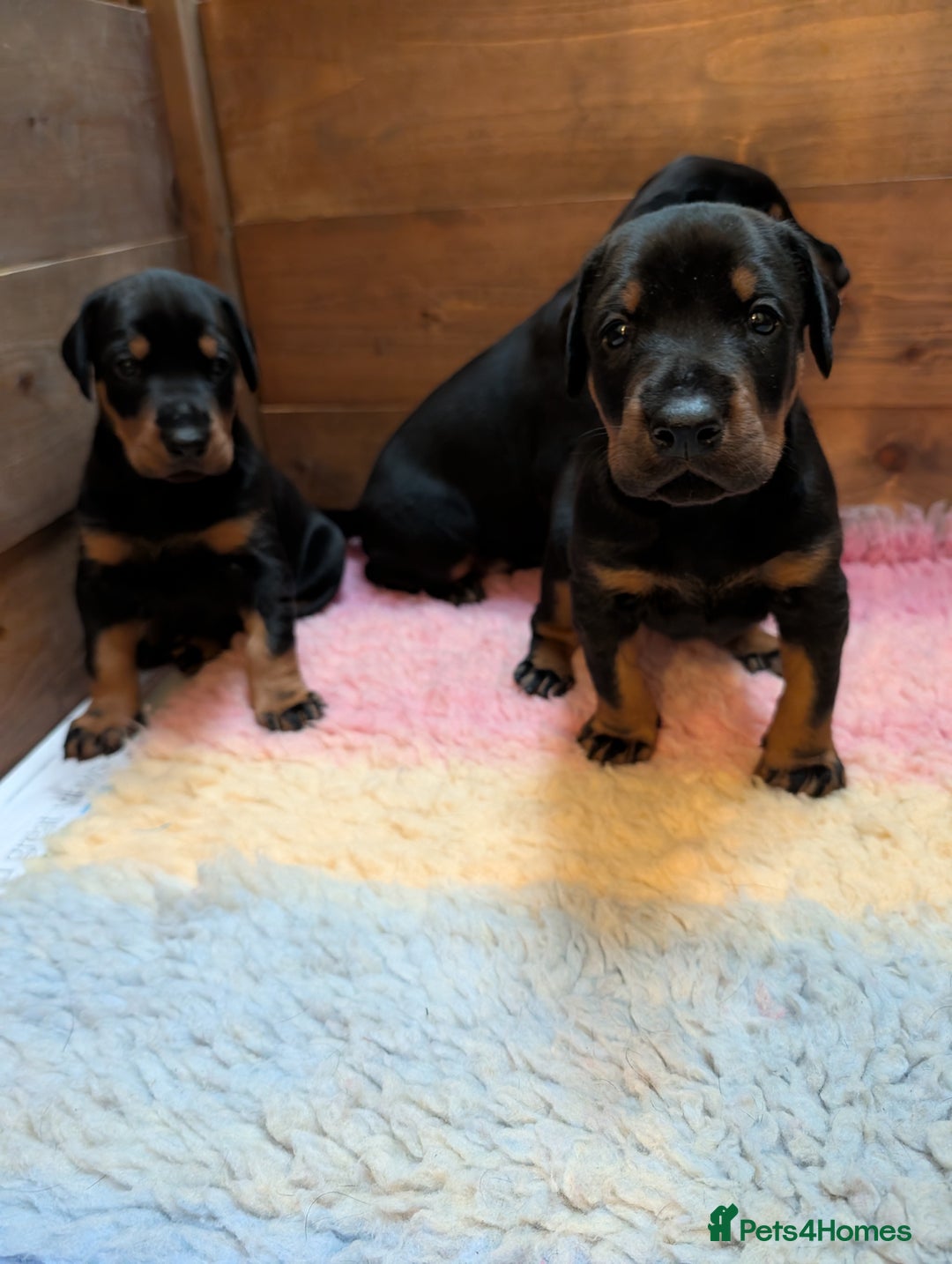 Dobermann dogs for sale: Dobermann Puppies - Image 6