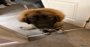 Caucasian Shepherd Dog dogs - Advert 1