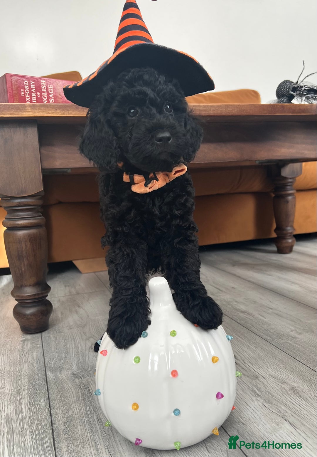 Mini Goldendoodle dogs for sale: A Bundle of Joy F1BB Mini Goldendoodle - Image 24