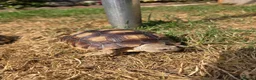 Tortoise reptiles for sale: Sulcata 1 year old in New Romney - Advert 2