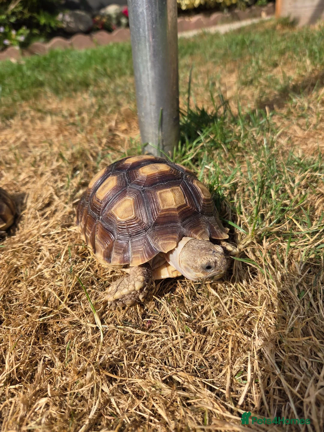 Tortoise reptiles for sale: Sulcata 1 year old in New Romney - Advert 2