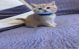 British Shorthair cats for sale: 🐾 Gorgeous British Shorthair Kittens 🐾 - Image 7