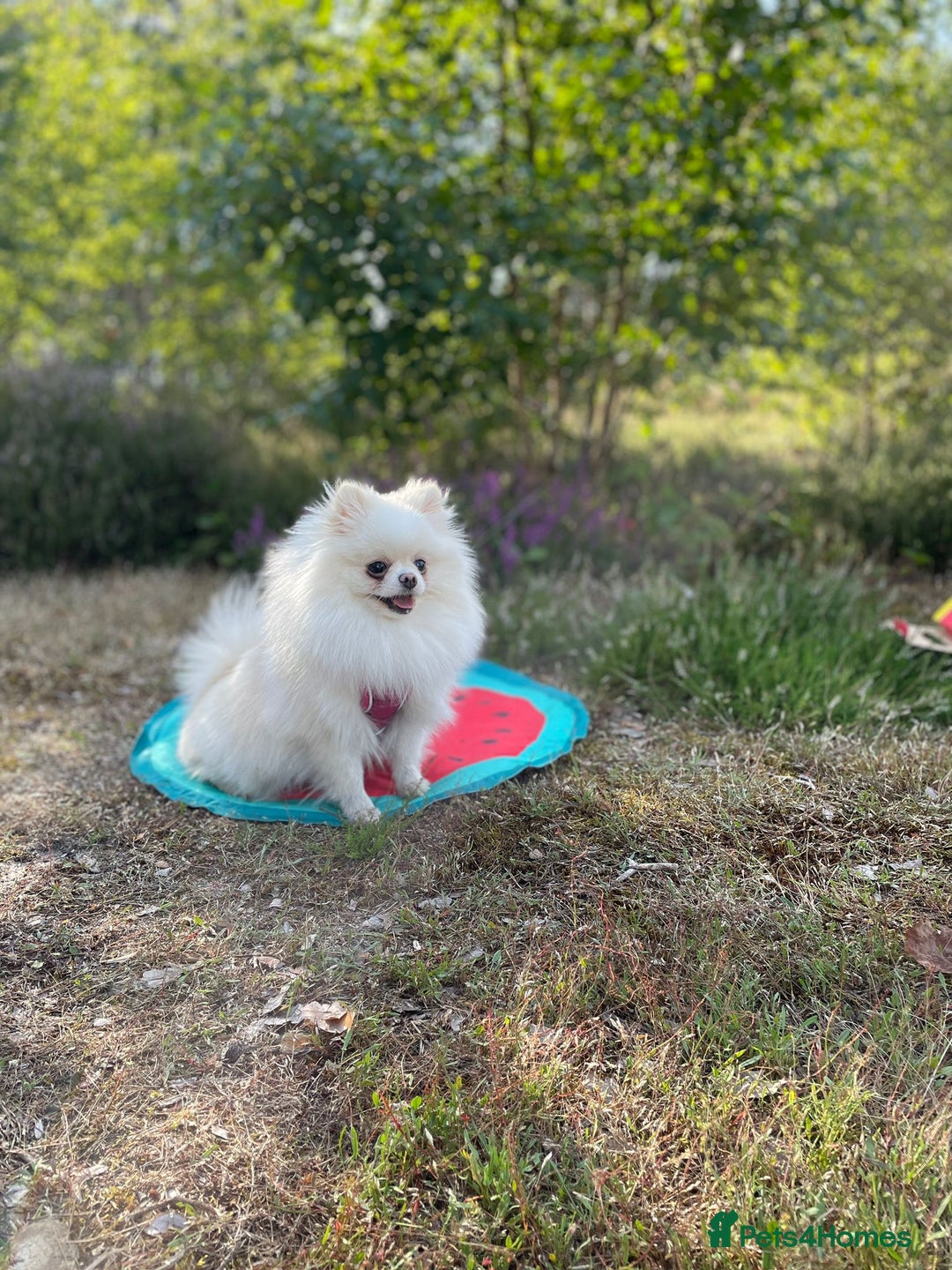 Pomeranian dogs for sale: Stunning Pomeranian Females KC reg. Russian lines - Advert 15