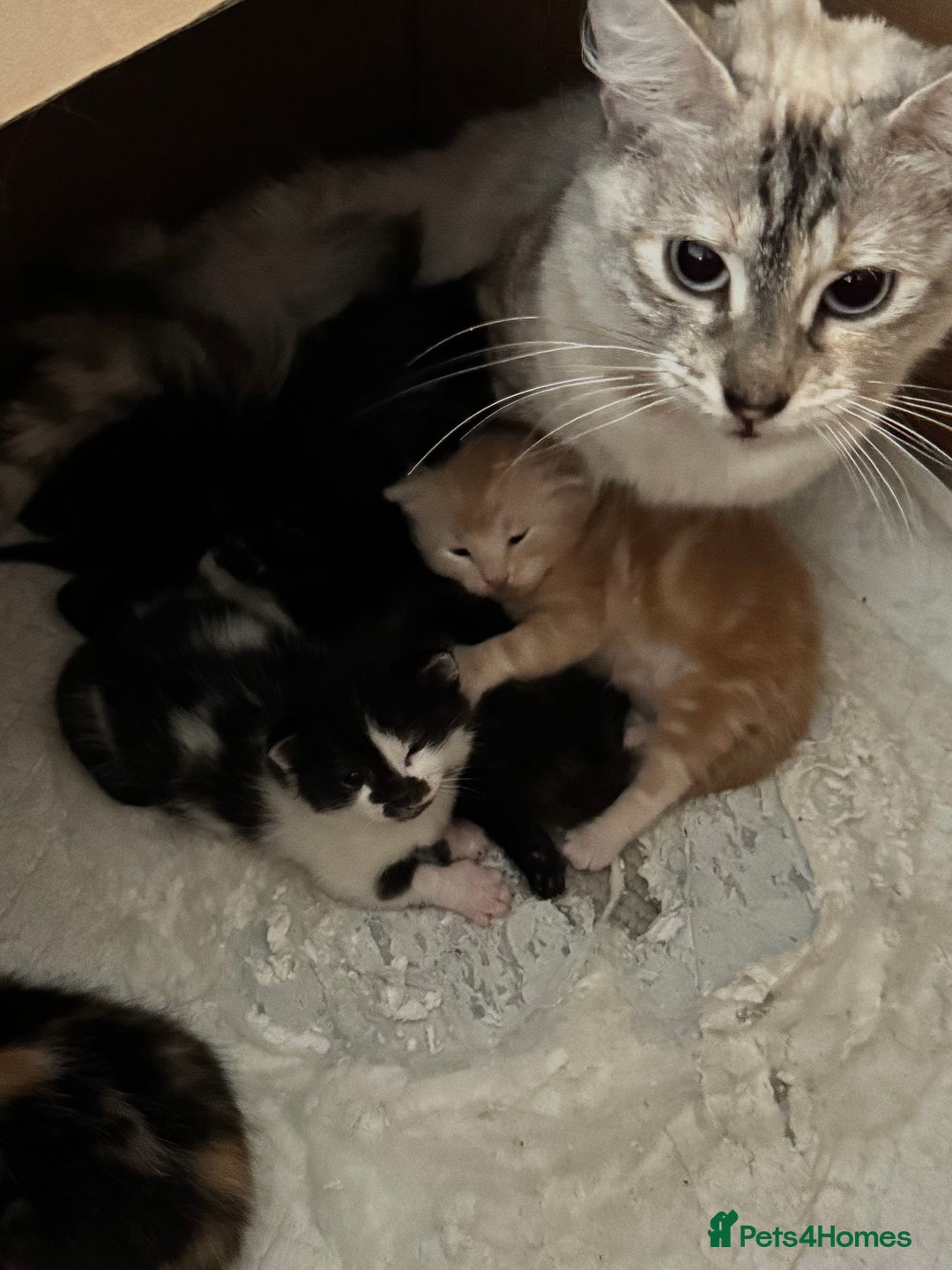 Bengal cats for sale: Bengal and British shorthair mix ginger kitten - Advert 22