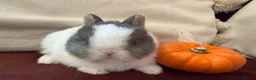 Netherland Dwarf rabbits for sale: Gorgeous Netherland Dwarf bunnies in Carlisle - Advert 4