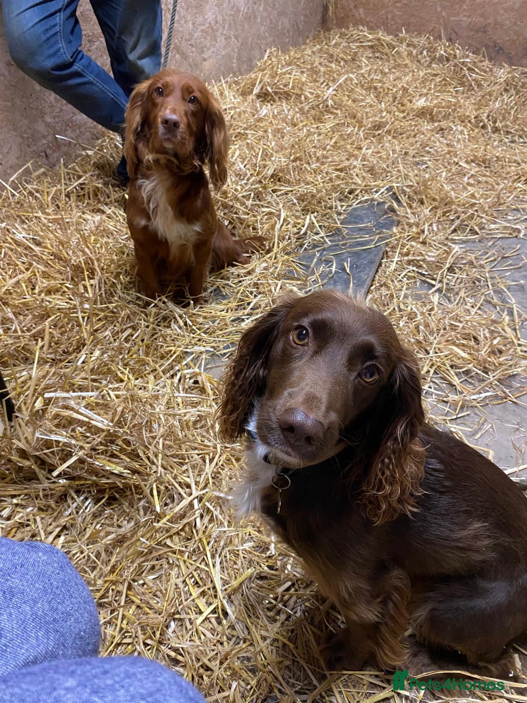 Sprocker dogs for sale: Working Cocker Spaniel pups 3/4 Cocker1/4 Sprocker - Advert 11