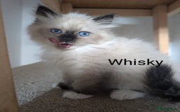 Neva Masquerade cats for sale: Litter 'W' 2 boys and 3 girls - Image 9