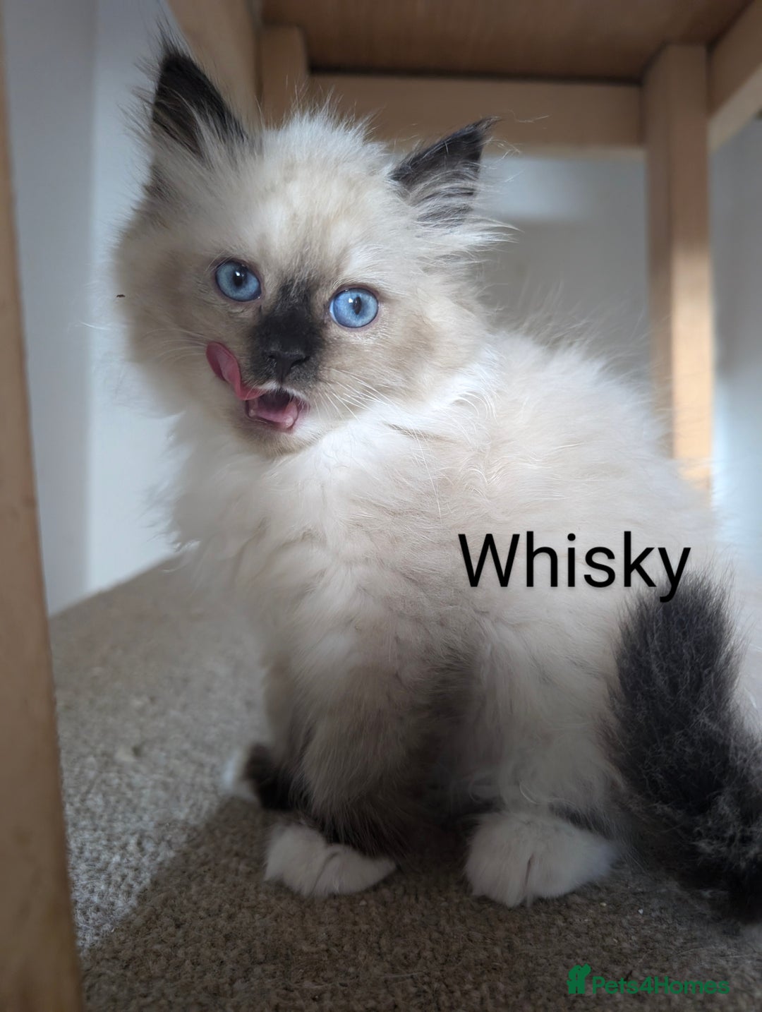 Neva Masquerade cats for sale: Litter 'W' 2 boys and 3 girls - Image 9