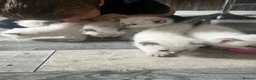 Ragdoll cats for sale: Fluffy ragdoll kitty’s  - Advert 29