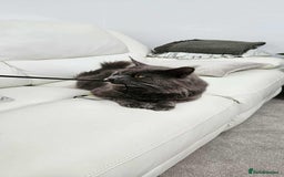 Maine Coon cats for sale: Maine coon kittens  - Image 2