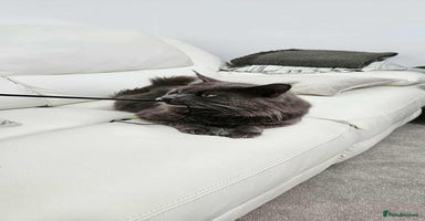 Maine Coon cats - Advert 7