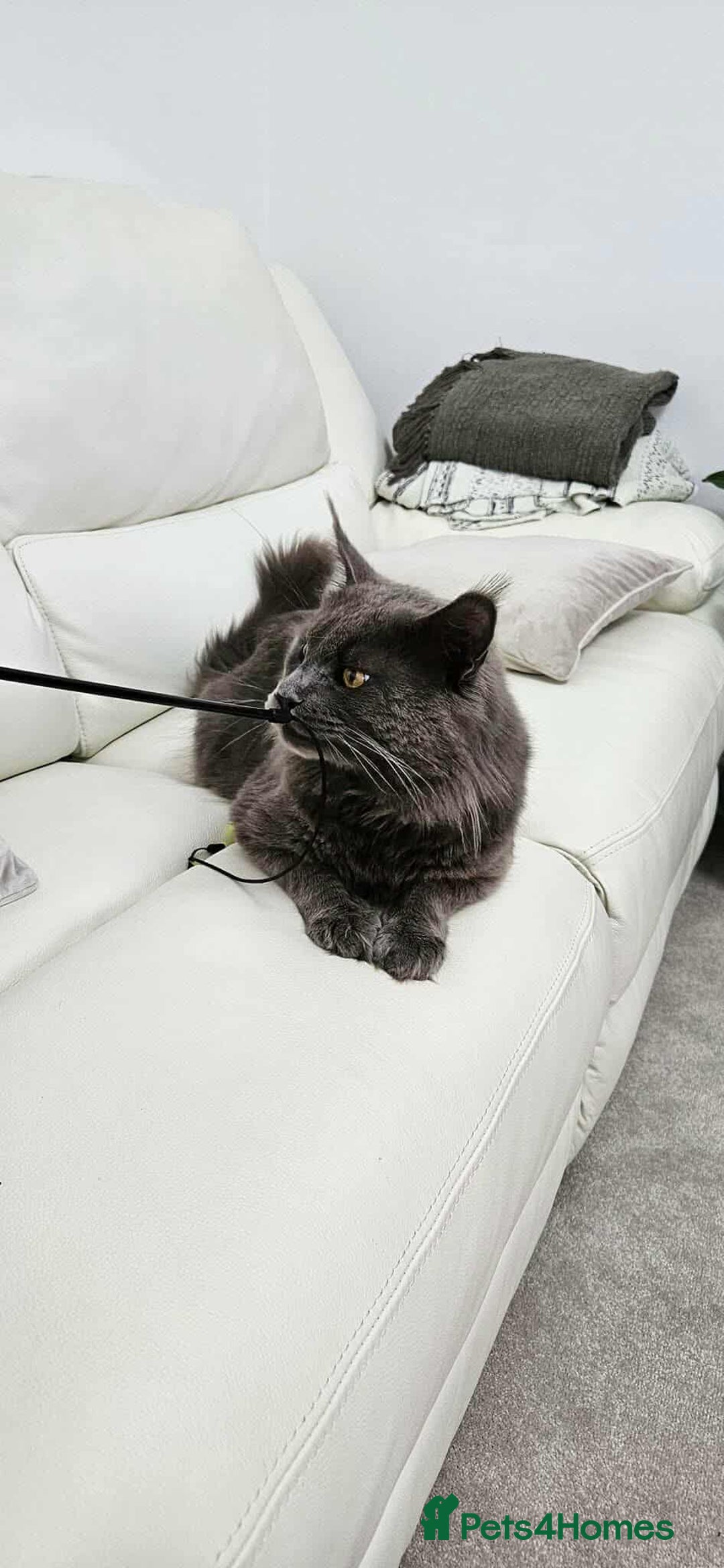 Maine Coon cats for sale: Maine coon kittens  - Image 2