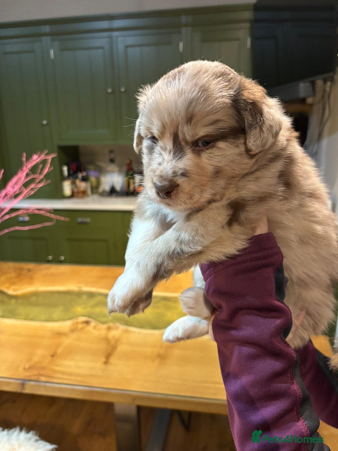 Border Collie dogs for sale: Beautiful Red Merle & Red Border Collie Puppies - Advert 13