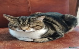 Domestic Shorthair cats for sale: Dashing Dash - Advert 4