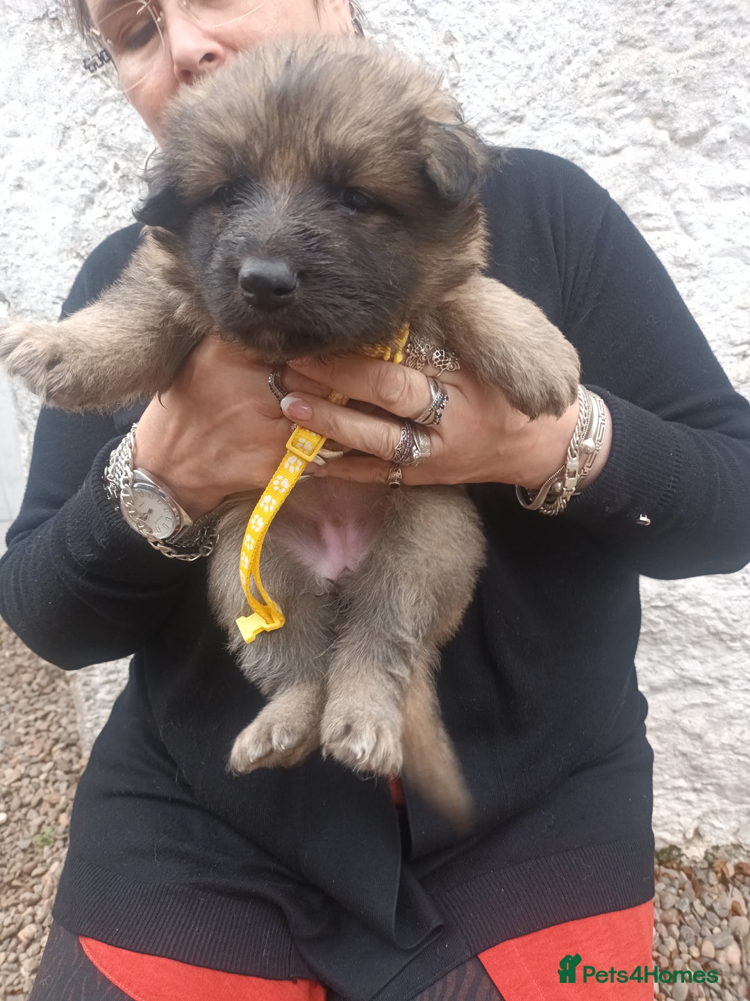 German Shepherd dogs for sale: German shepherd  - Image 6