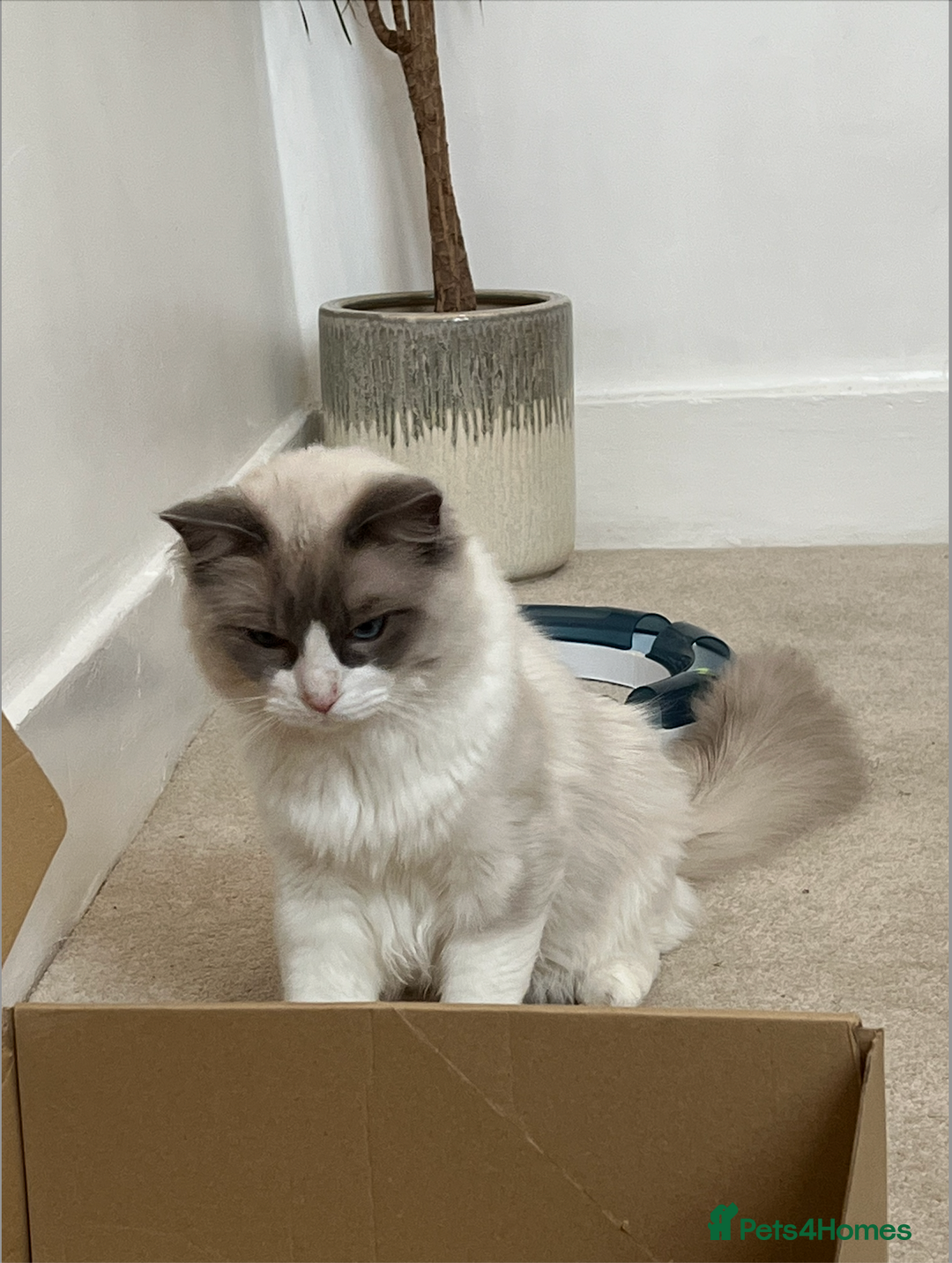 Ragdoll cats for sale: Sweet Ragdoll Cat for sale (GCCF Registered) - Image 7