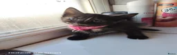 Mixed Breed cats for sale: Little Kittens - Advert 5