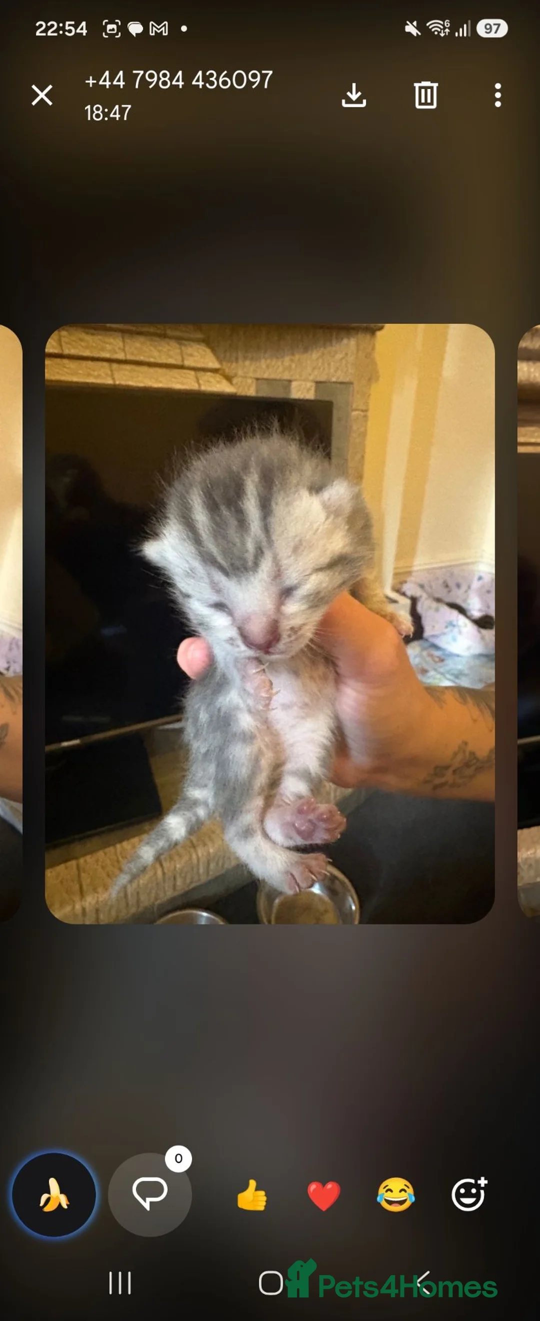 Burmese cats for sale: Beautiful kittens - Advert 2