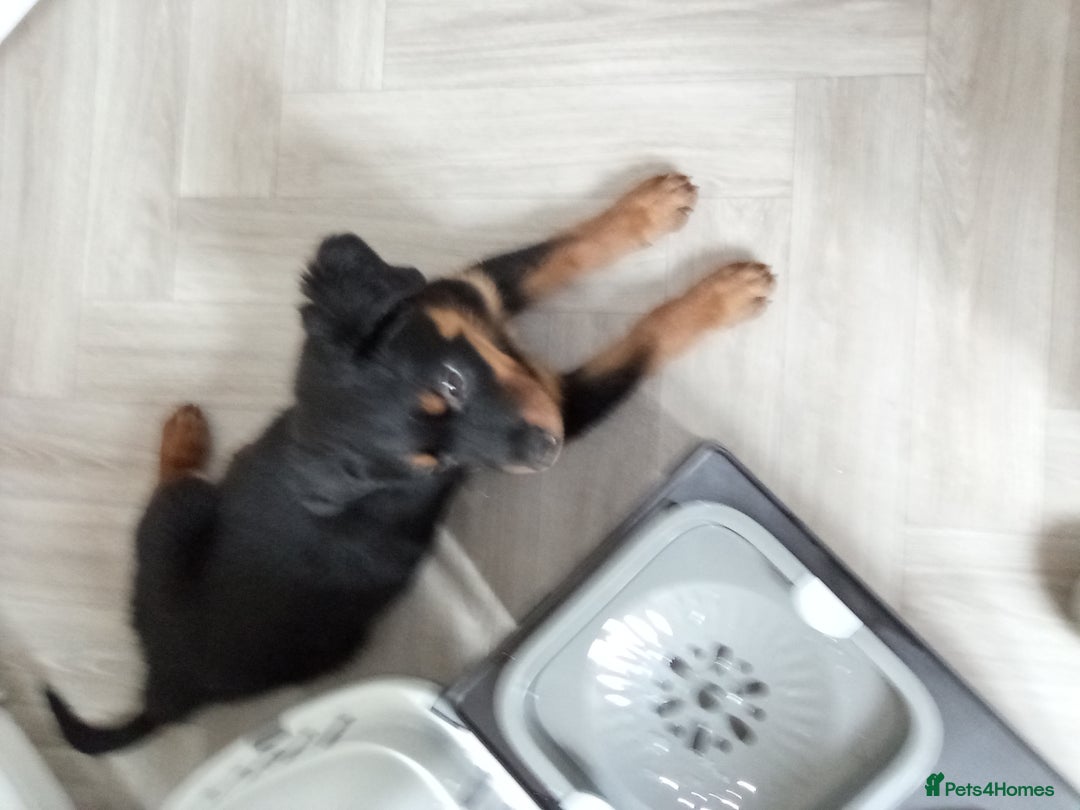 Rottweiler dogs for sale: Rehoming 16 week rottweiler  - Image 4