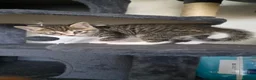 Scottish Fold cats for sale: SCOTTISH STRAIGHT/FOLD KITTENS  - Advert 3