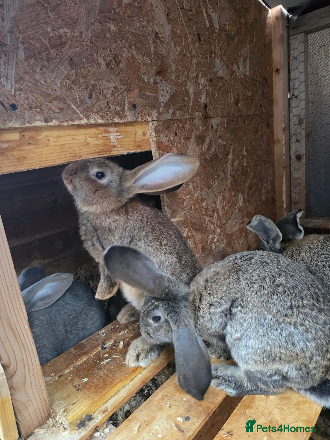 Continental Giant rabbits for sale: ready to go. - Advert 5